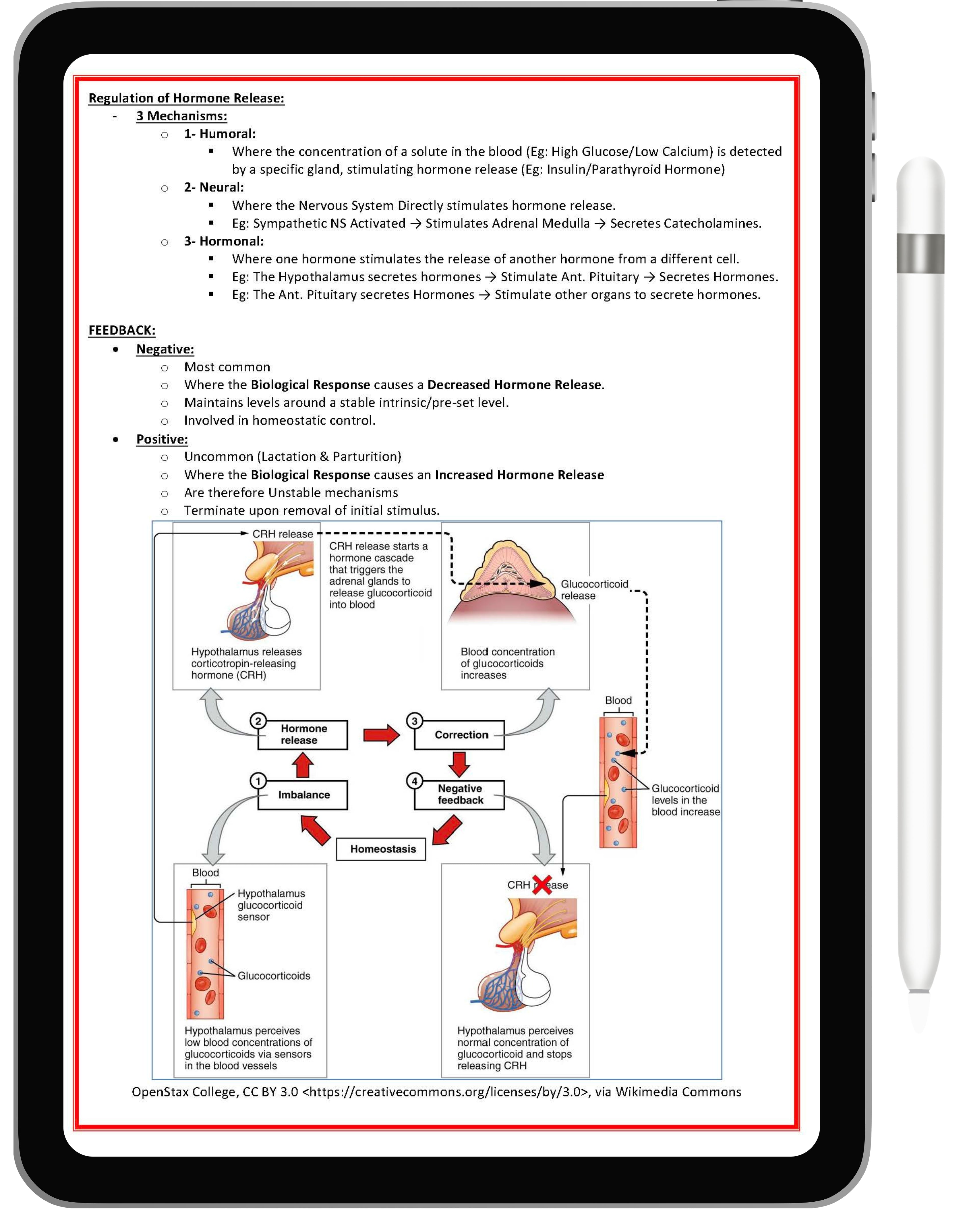 Endocrine System