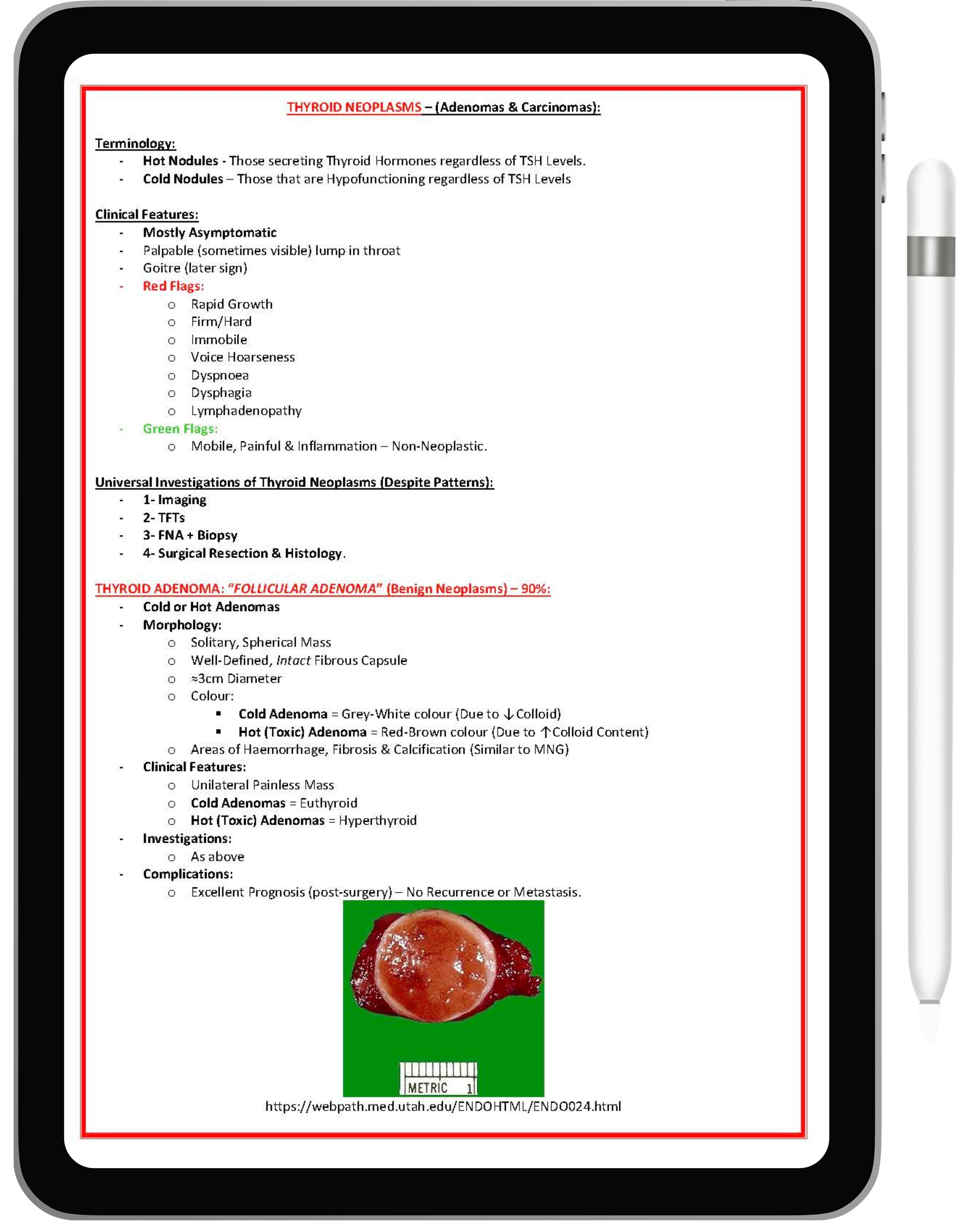 Endocrine System