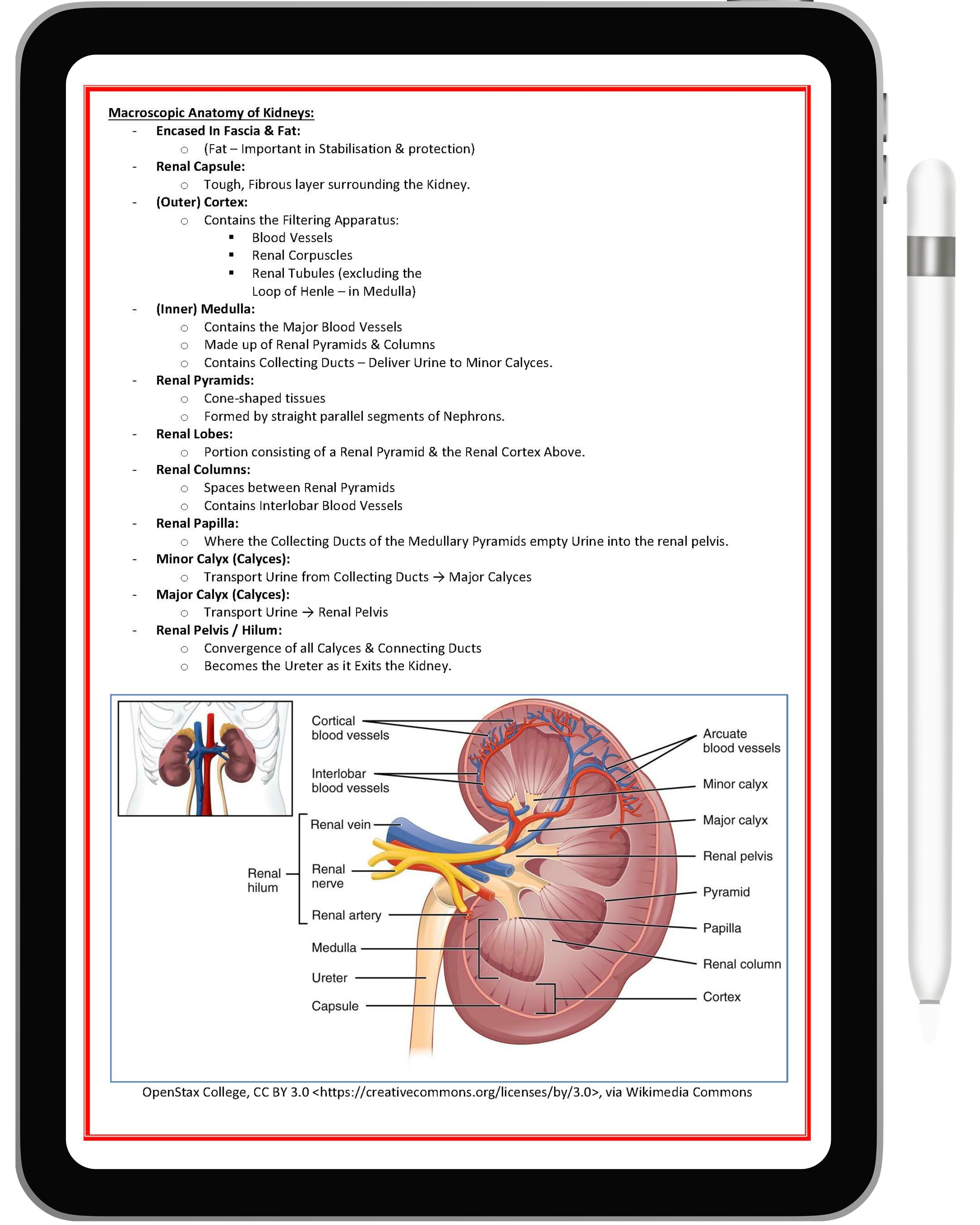 Renal or Urinary System