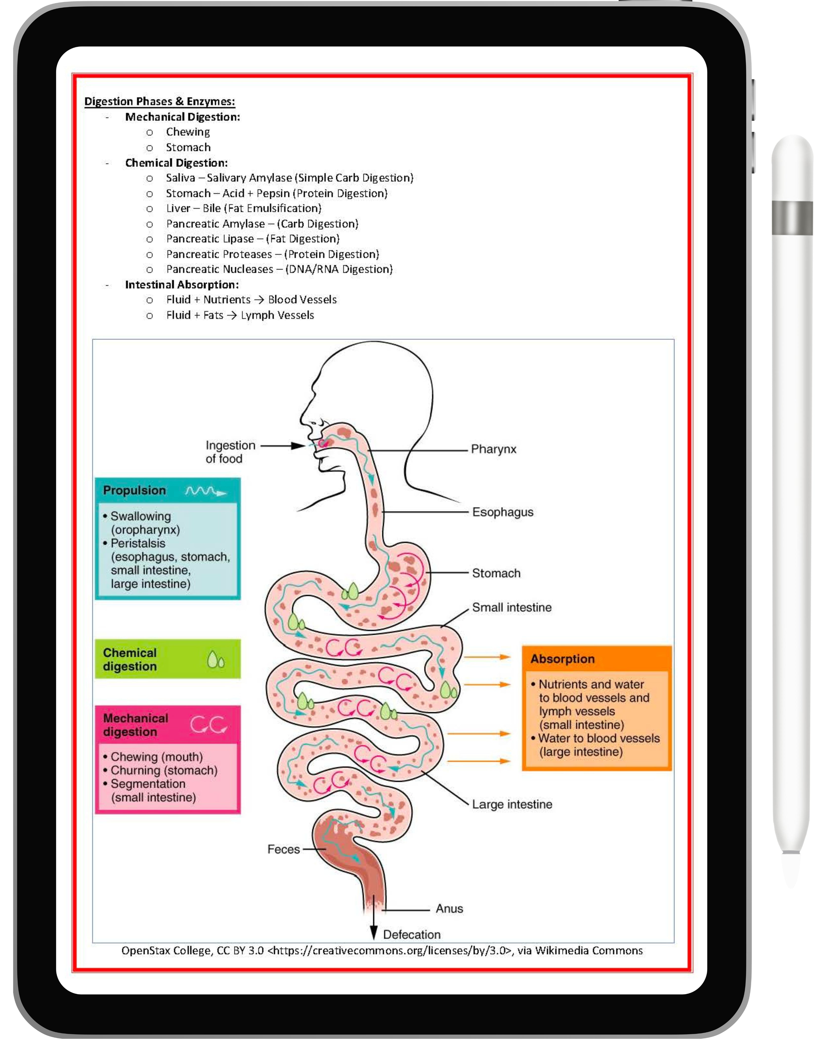 Gastrointestinal System