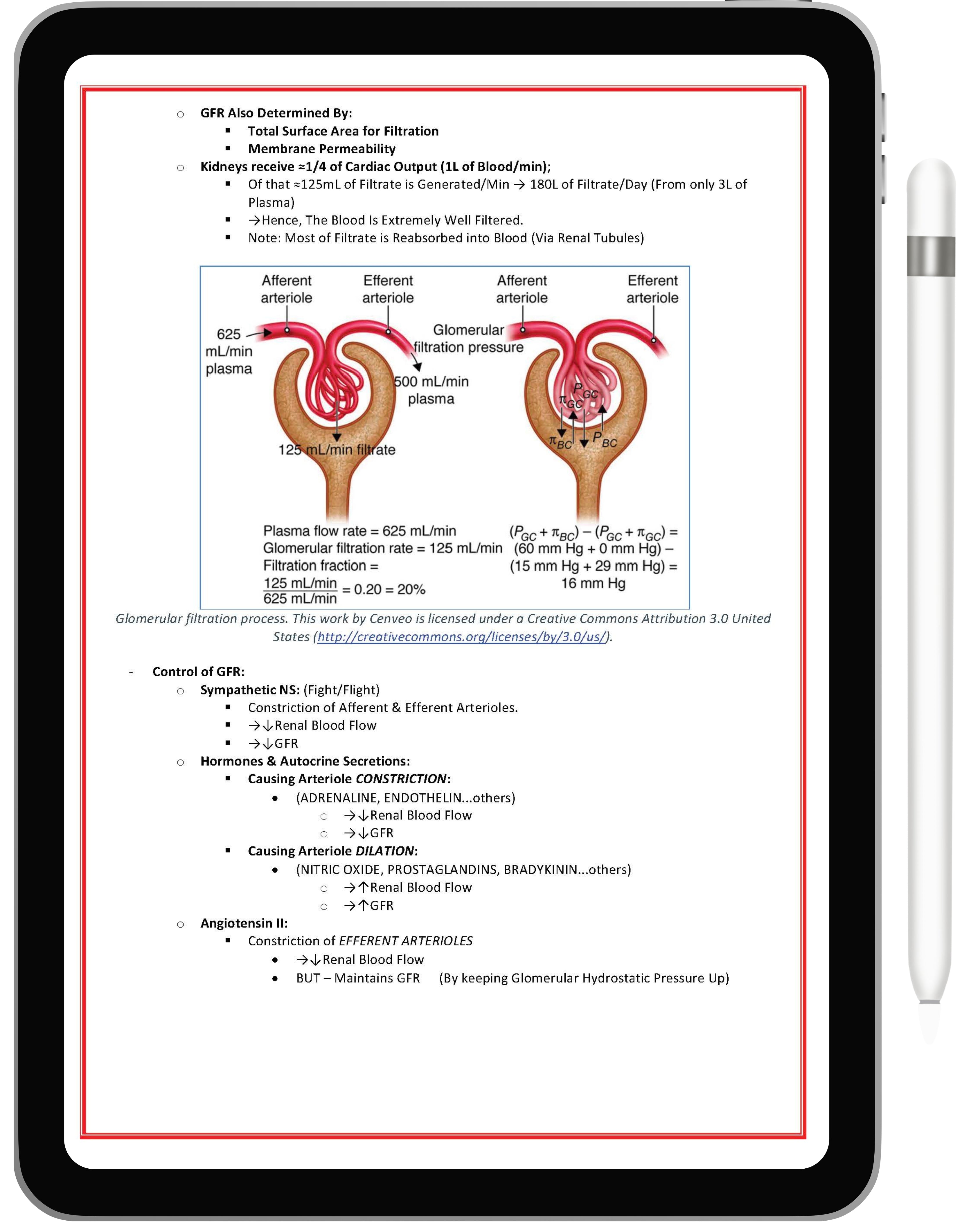 Renal or Urinary System