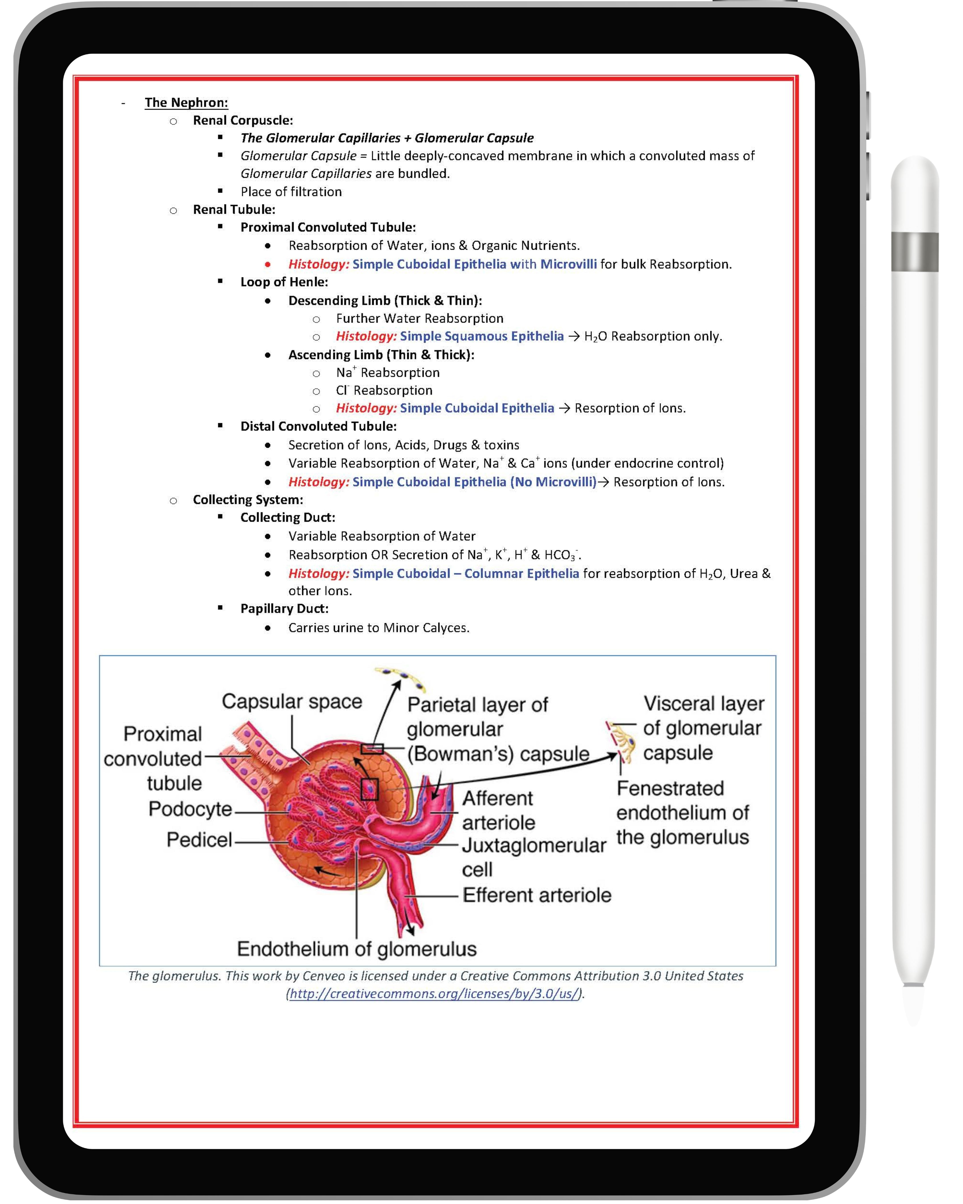 Renal or Urinary System