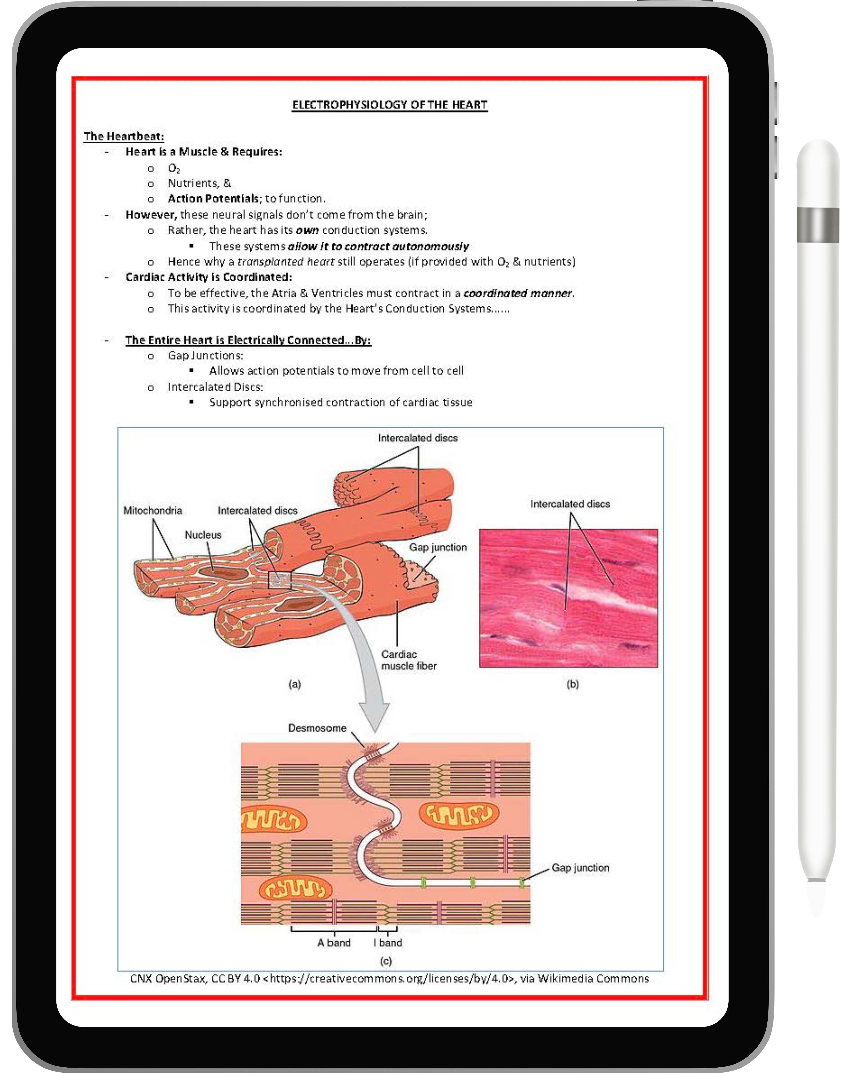 Cardiovascular System