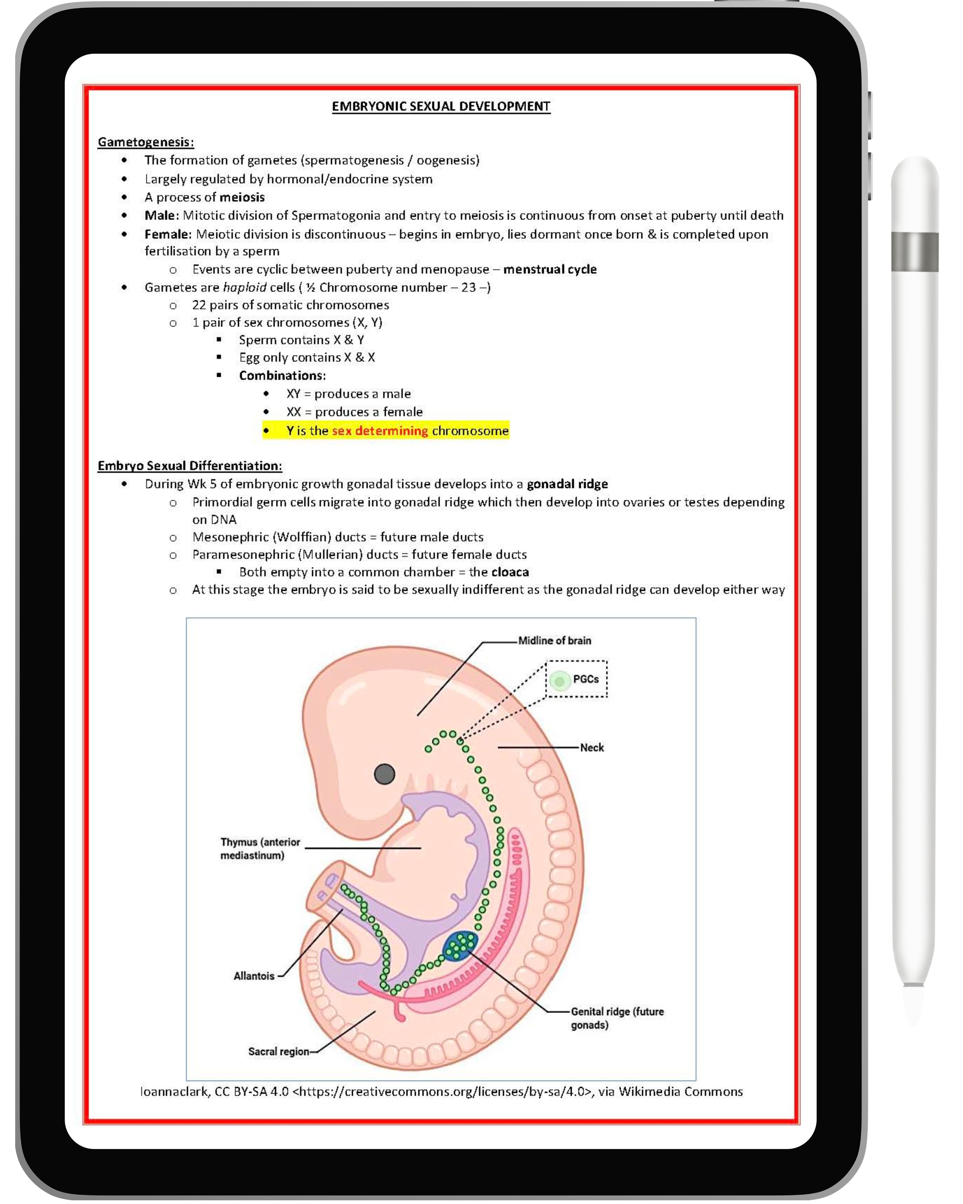 Clinical Obstetrics