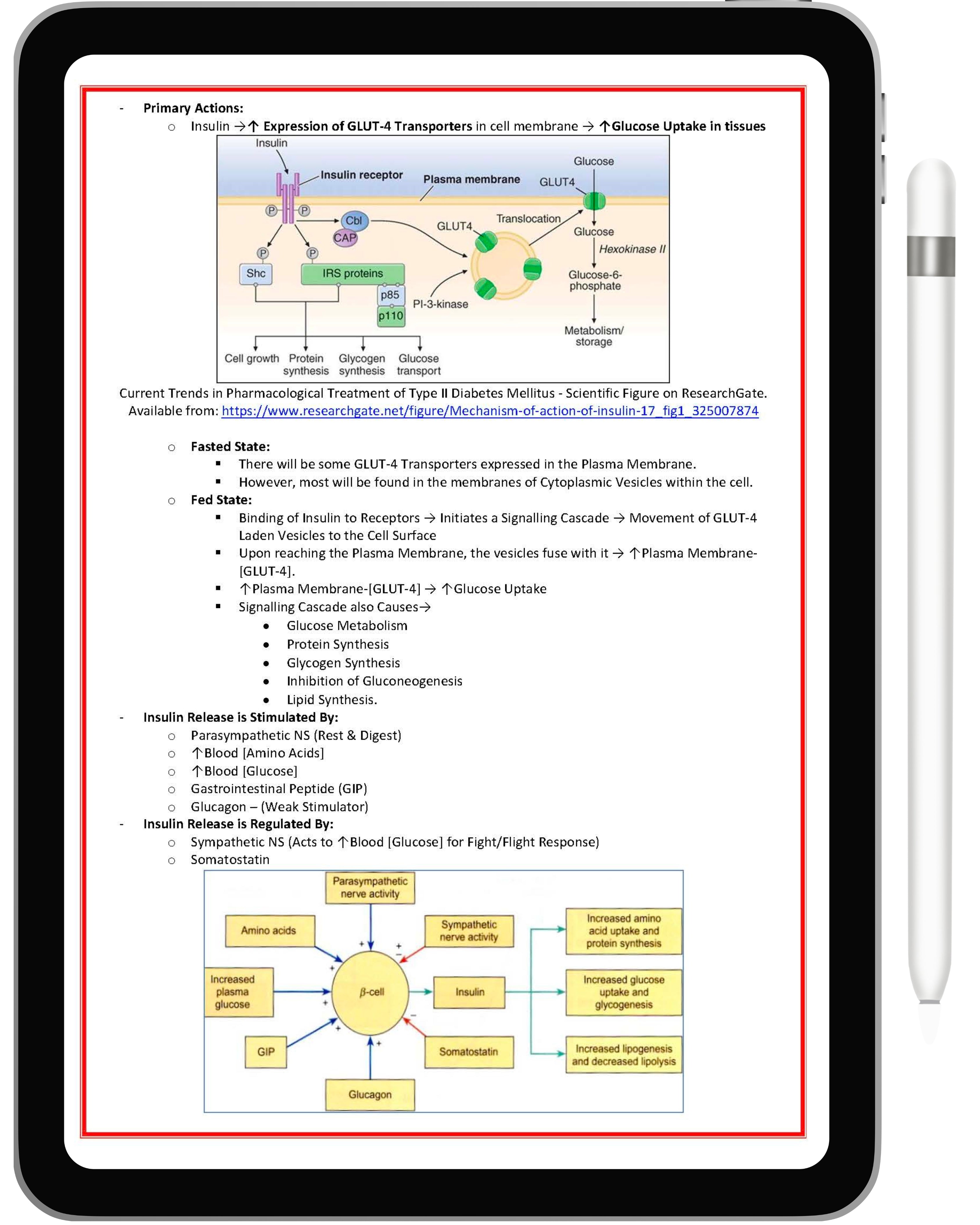 Endocrine System