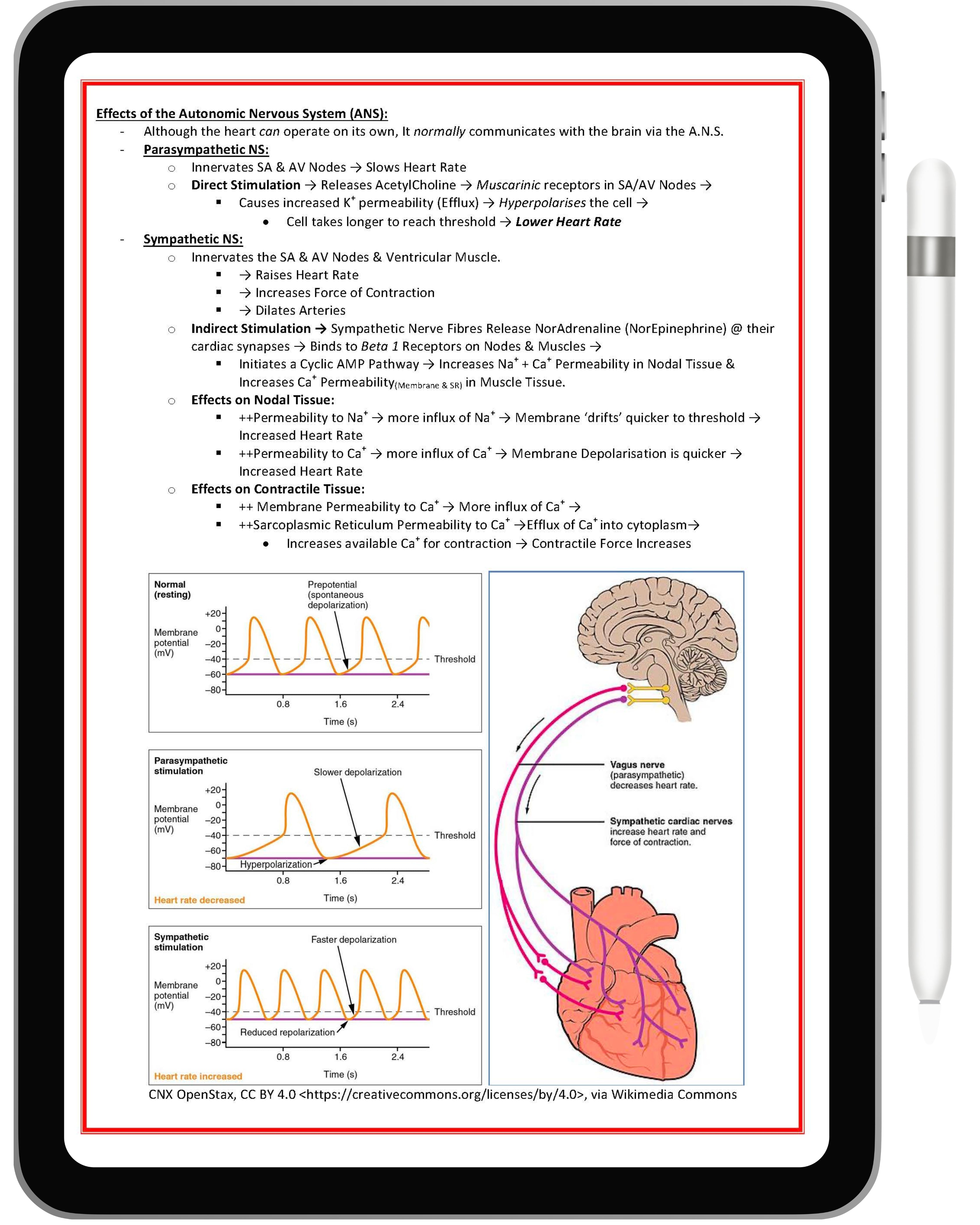 Cardiovascular System